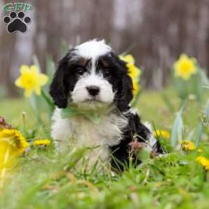 Nacho, Cavapoo Puppy